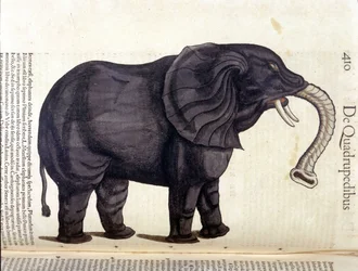 Norsu Conrad Gesnerin teoksesta Historia Animalium, Tiguri 1560. Biblioteca Nazionale Braidense. Milano