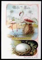 Flamingo - munat ja pesät. 1800-luvun kromolitografia.