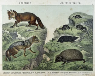 Kettu, hopeakettu, räkät, myyrä ja siili - julkaisussa ”Nisäkkäiden luonnonhistoria”, toim. Schreiber