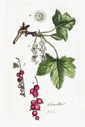 Karviaiset