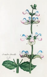 Suuri Orvale tai Clary Sage