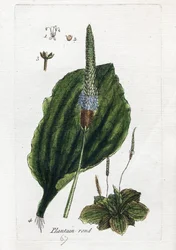 Great Plantain tai Major Plantain