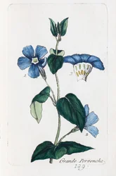 Suuri periwinkle