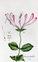 Honeysuckle