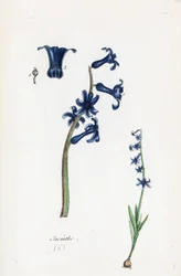 Hyasintti