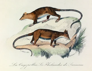 Kuvitus kirjasta "Complete Works of Buffon": Buffon: Les Quadrupedes: Le cayopollin et la philandre de Surinam (kaiverrus).
