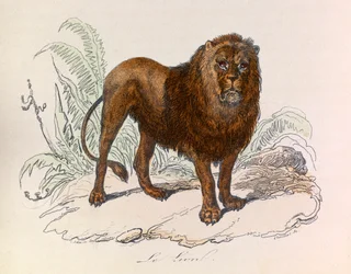 Kuvitus kirjasta "Complete Works of Buffon": Buffon: Les Quadrupedes: Le lion (kaiverrus)