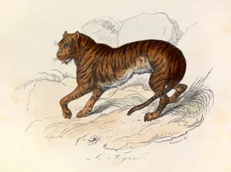 Kuvitus kirjasta "Complete Works of Buffon": Buffon: Les Quadrupedes: Le tigre (kaiverrus)