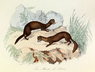 Kuvitus kirjasta "Complete Works of Buffon": Buffon: Les animaux: La marte et le fertois (kaiverrus).