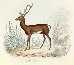 Kuvitus kirjasta "Complete Works of Buffon": Buffon: Les animaux: Buffon: Le cerf (kaiverrus)