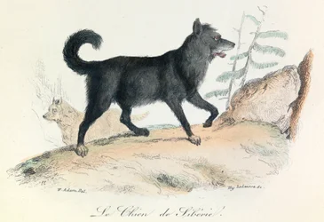 Kuvitus kirjasta "Complete Works of Buffon": Buffon: Les animaux: Buffon: Le chien de Siberie (kaiverrus).