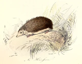 Kuvitus kirjasta "Complete Works of Buffon": Buffon: Les animaux: Le herisson (kaiverrus)