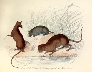Kuvitus kirjasta "Complete Works of Buffon": Les animaux: Le rat perchat, le vole et le rat d