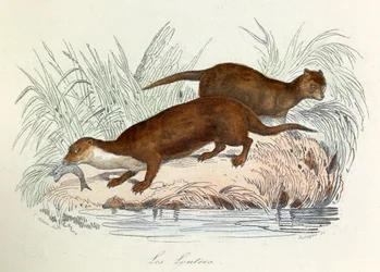 Kuvitus kirjasta "Complete Works of Buffon": Buffon: Les animaux: Buffon: Les ottres (kaiverrus)