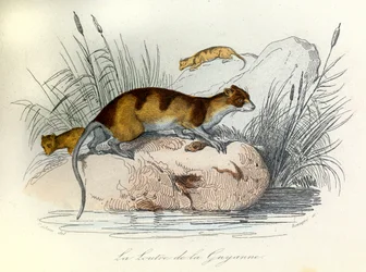 Kuvitus kirjasta "Complete Works of Buffon": Buffon: Les animaux domestiques: La otter de Guiana (kaiverrus).