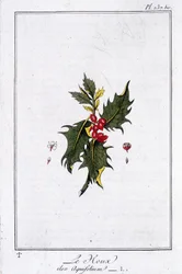 The Holly (Ilex Aquifolium) - kirjassa "Kasvitieteellinen harjoitus kauppiaiden käyttöön", kirjoittanut J.C. Philibert, Imprimerie de Crapelet, Paris
