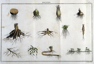 Les Roots: kirjassa "" Flora Françoise tai lyhyt kuvaus kaikista Ranskassa luonnollisesti kasvavista kasveista, järjestettynä uuden analyysimenetelmän mukaan, johon liitetään lainaus niiden vähiten yksiselitteisistä hyveistä lääketieteessä ja niiden hyödyl