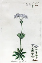 Lily of the Valley tai Sweet Woodruff