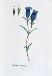 Pikku gentian (Marsh Gentian