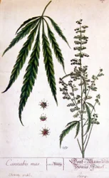 Miespuolinen kannabiskasvi. 1800-luvun kaiverrus.