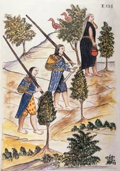 Motilones-intiaanit metsästämään, Trujillon piispan (1782-1785) Baltazar Martinez Compañón y Bujandan kirjasta "Trujillo del Peru" tai "Códice Martínez Compañón"