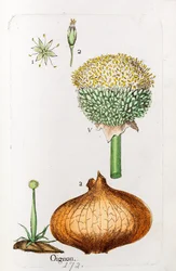 Sipuli