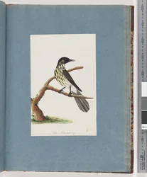 Sivu 100. New Holland Honeyeater. Certhia Nova Hollandiae