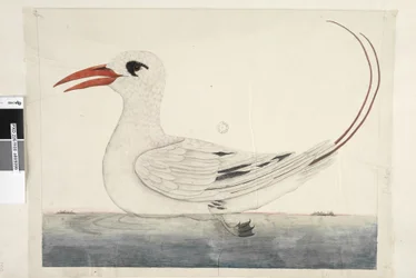 Sivu 100. Phaeton Red, Tailed Tropicbird Phaethon rubricauda, 1791-92