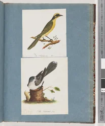 Sivu 101. Keltatuftainen Honeyeater. 102. Tuntematon lintu