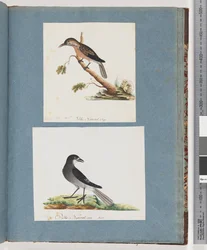 Sivu 103. Tuntematon lintu. Honeyeater. 104. Tuntematon lintu