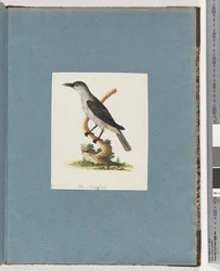Sivu 146. Tuntematon lintu. Honeyeater