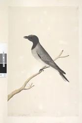 Sivu 14. Ceblephyris. otsikon yläpuolella eri kädessä elokuussa. Luonnonkokoinen Little Cuckoo, Shrike? Coracina robusta, 1791-92