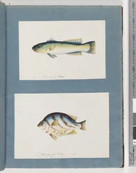 Sivu 15. Tuntematon kala 16. Tuntematon kala