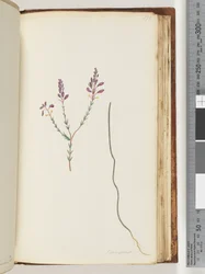 Sivu 175. Comaspernia