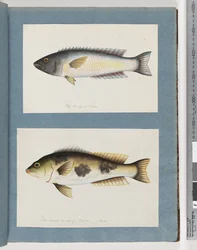 Sivu 18. Tuntematon kala.19. Tuntematon kala