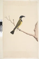 Sivu 19. Huhtikuu. Luonnollinen koko Golden Whistler Pachycephala pectoralis, uros, 1791-92