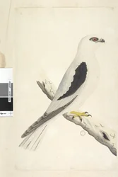 Sivu 1. Falco, havaittu elokuussa; alhaalla vasemmalla eri käsialalla: elokuu, luonnollinen koko. Mustahartiahaukka, Elanus axillaris, Elanus notatus, 1791-92