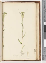 Sivu 215. Pterostylis op / viridis