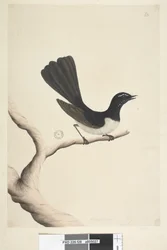 Sivu 28. Luonnollinen koko, heinäkuu Willie Wagtail Rhipidura leucophrys, 1791-92