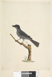 Sivu 29. Blackbird Norfolk Island Blackbird? Aplonis fuscus, uros, 1791-92