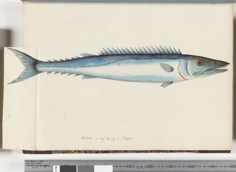 Sivu 32. Barracouta