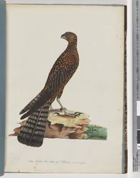 Sivu 36. Red Goshawk. Säteilevä Falcon