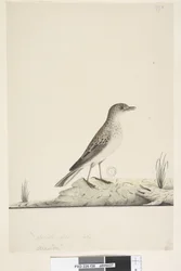 Sivu 38. Alundu? otsikon yläpuolella eri kädessä Luonnollinen koko, heinäkuu Pipit Anthus australis, 1791-92