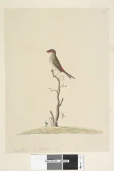 Sivu 40. Asiakaspalvelu. Luonnollinen koko Punainen, Peippo Neochmia brevis Aegintha brevis, 1791-92