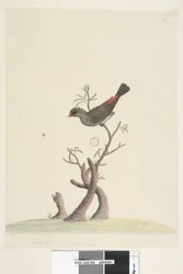 Sivu 42. Fringilla. Alhaalla keskellä eri käsialalla: Luonnollinen koko. Timanttipeippo Stagonopleura guttata, 1791-92