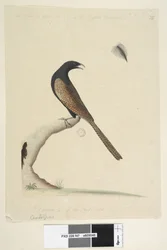Sivu 47. Centropus. alemmassa keskustassa eri kädessä Tämä lintu on suunnilleen englantilaisen fasaanin kokoinen. Piirretty 1/3 natl. koko. Fasaani Coucal Centropus phasianinus, 1791-92