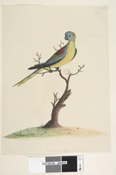 Sivu 49. Sota, juoksi. alemmassa keskellä eri kädessä Luonnollinen koko. Turkoosi papukaija Neophema pulchella, uros, 1791-92