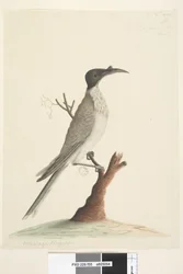 Sivu 55. Wer,gan tai fristi. vasemmassa alakulmassa toisessa kädessä Meliphaga Phrygia. alempana keskellä kolmannessa kädessä Luonnollinen koko Noisy Friarbird Philemon corniculatus, 1791-92