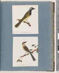 Sivu 56. Tuntematon lintu. Turdus leucotis. 57. Punasilmäpeippo. Turdus uusi