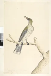 Sivu 5. Oriolus mimetis. otsikon yläpuolella eri kädessä Natural koko. Heinäkuu, iiris epävarma oliivi, selkäoriole Oriolus sagittatus, 1791-92